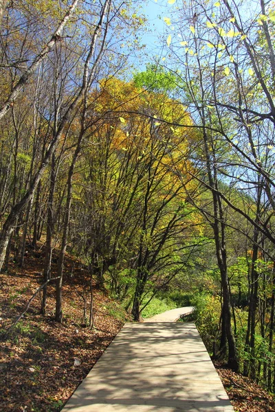 Wandelen in het bos in de herfst — Stockfoto