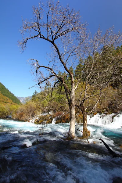 Nehir ağaç — Stok fotoğraf