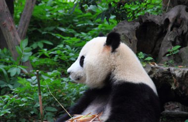 bakan ve gıda holding