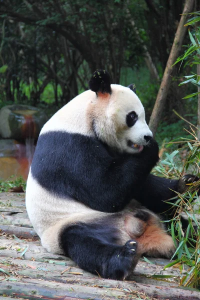 Panda sentado y comiendo abrió los ojos — Foto de Stock