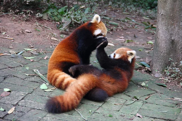 Röda pandor spela kämpar — Stockfoto