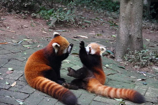 Vermelho pandas jogando Imagens Royalty-Free