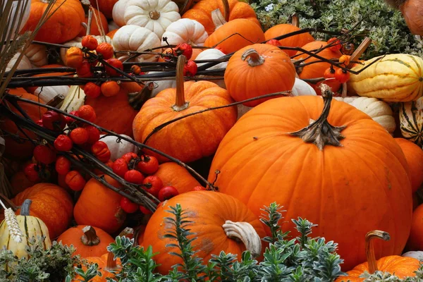 Pumpkins galore — Stock Photo, Image