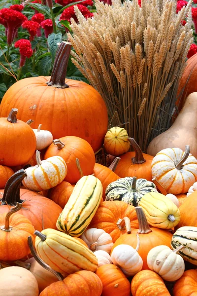 Pumpkins and wheat — Stock Photo, Image