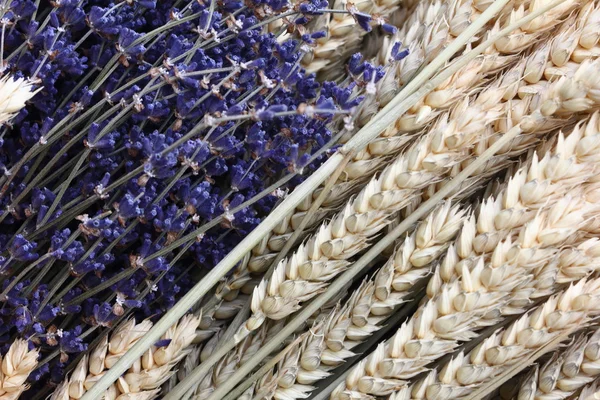Weizen und Lavendel von der Seite — Stockfoto