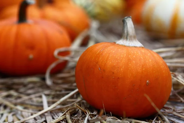 Orange pumpkin with pumpkin background — Stock Photo, Image