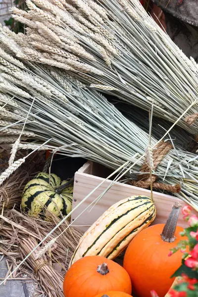 Wheat, pumpkins and a crate — Stock Photo, Image