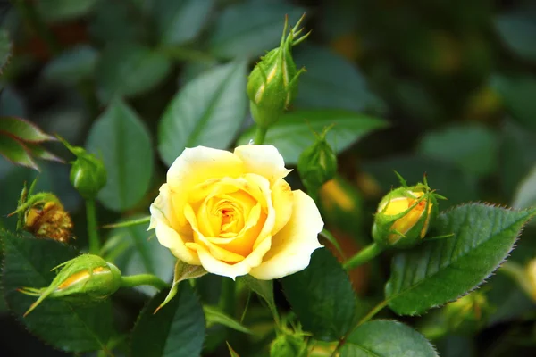 Κίτρινο τριαντάφυλλο που περιβάλλεται από τους οφθαλμούς — Φωτογραφία Αρχείου