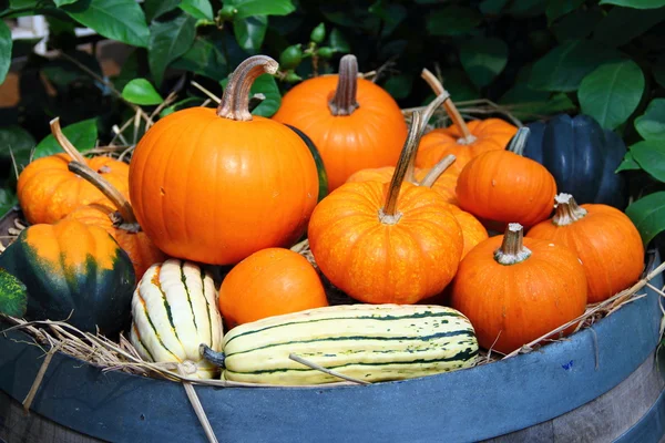 Pumpkins on barrel — Stock Photo, Image