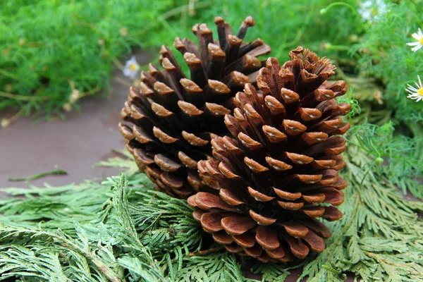 Coníferas cones em folhas — Fotografia de Stock