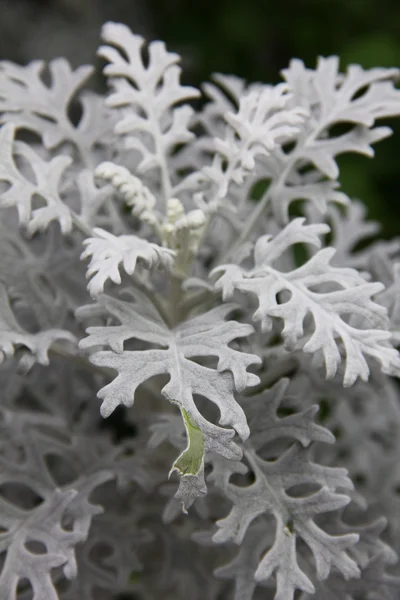 挨りだらけミラー植物 (シロタエギク) — ストック写真