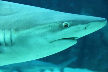 Gri resif köpekbalığı (Carcharhinus amblyrhynchos) baş shot