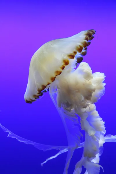 Chrysaora fuscescens (Stilla havet nässlor) simning — Stockfoto