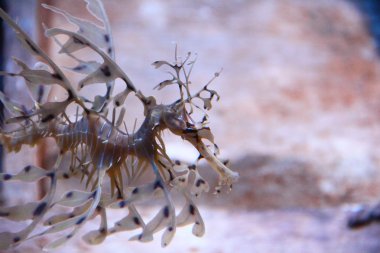yapraklı seadragon yakın çekim