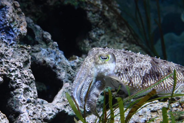 Seitenansicht von Tintenfischen — Stockfoto