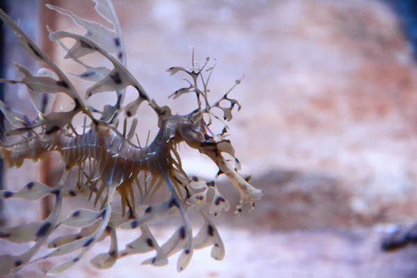 Κοντινό πλάνο φυλλώδη seadragon Εικόνα Αρχείου