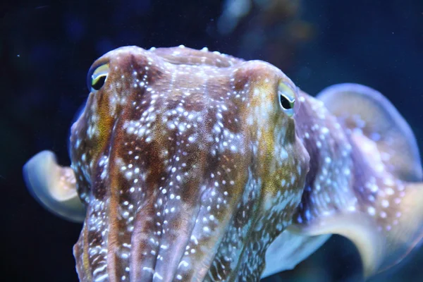 Landschaft Nahaufnahme von Tintenfischen — Stockfoto