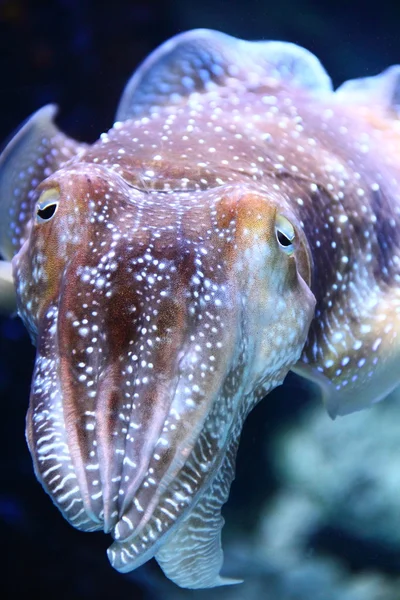 Portre closeup mürekkep balığı — Stok fotoğraf