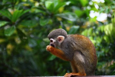 ortak sincap Maymun yeme meyve