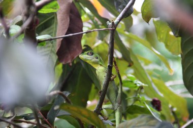 Yeşil tepeli kertenkele dallar üzerinde asılı