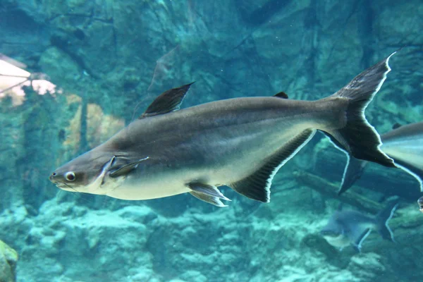 Mekong Giant Catfish do lado — Fotografia de Stock