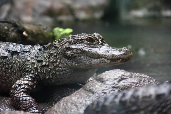 Vue latérale rapprochée de l'alligator du Yangzi — Photo