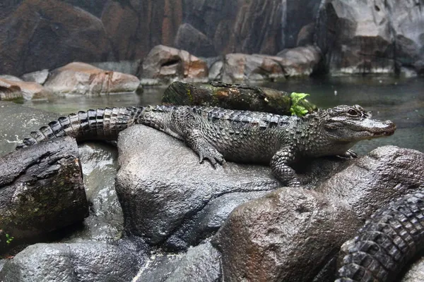 Zijaanzicht van de yangtze alligator — Stockfoto