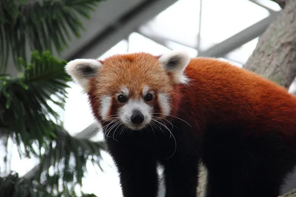 Röd panda tittar på kameran — Stockfoto