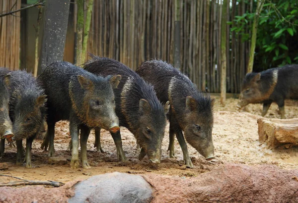 Peccary collare in piedi in una linea — Foto Stock