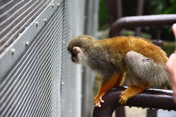 Macaco Esquilo Comum olhando para fora de sua gaiola — Fotografia de Stock