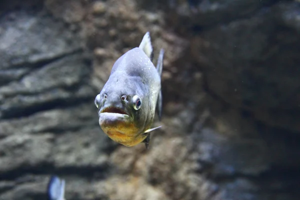 Closeup red kuňka piranha — Stock fotografie