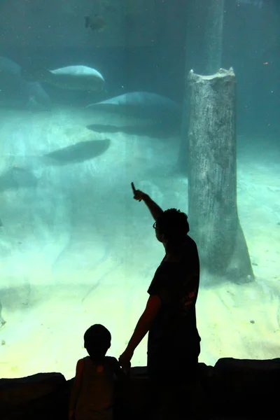 Padre e hijo en la exhibición del manatí — Foto de Stock