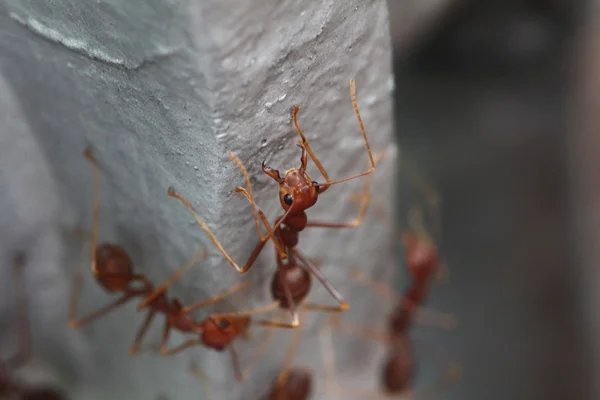 赤い輸入された火蟻のサンマルコ ビュー — ストック写真
