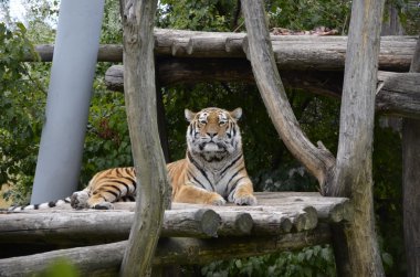 Tiger Hayvanat Bahçesi