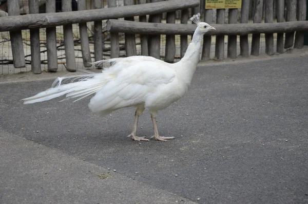 Weißer Pfauenauge im Zoo — Stockfoto
