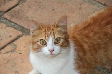 Güzel Pembe Çiçek, yakın çekim