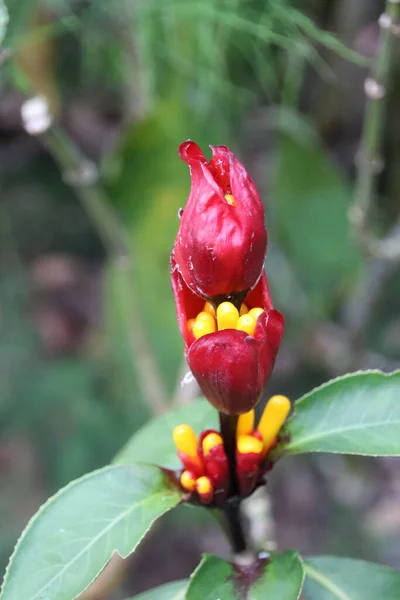 Hermosa Flor Rosa Cerca —  Fotos de Stock