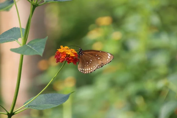 Beautiful Butterfly Flower — Stock Photo, Image