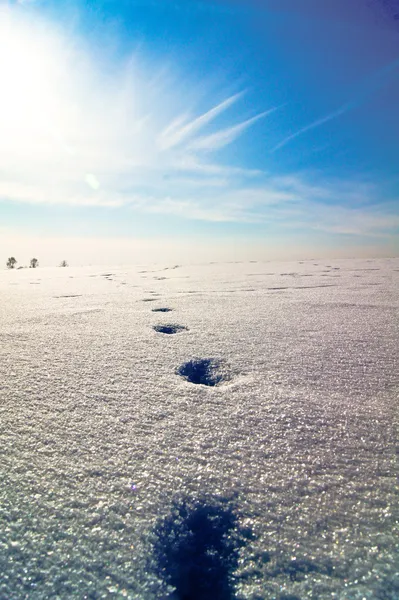 Way.путь, следы на снегу, footprints in the snow leading to the sun on a snow hill,around the trees