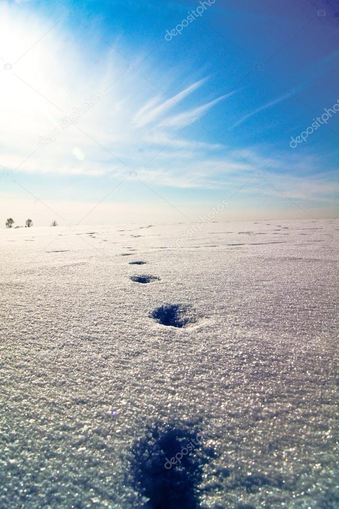 Way.путь, следы на снегу, footprints in the snow leading to the sun on a snow hill,around the trees