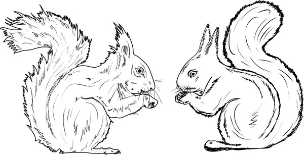 齧歯動物ストックベクター ロイヤリティフリー齧歯動物イラスト Depositphotos