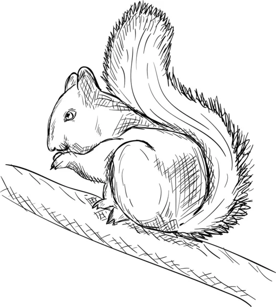 De eekhoorn knagen noten — Stockvector