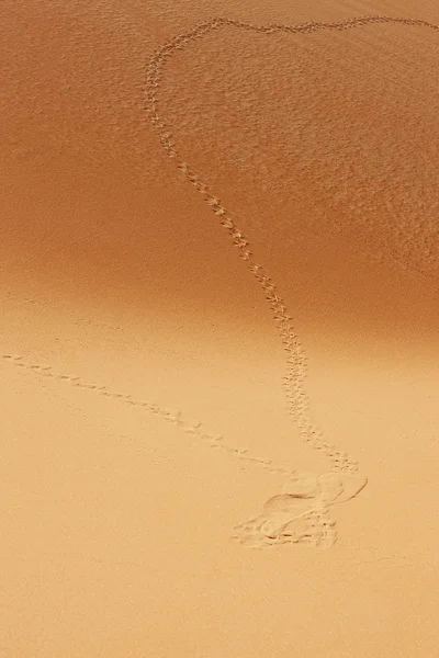 Trilhas de animais em dunas de areia do deserto árabe — Fotografia de Stock