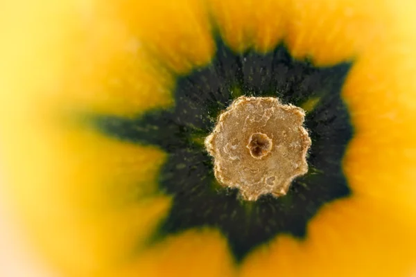 En gul zucchini zucchini, på en vit keramisk platta — Stockfoto