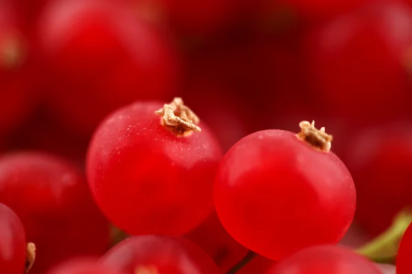 Свежие органические красные смородины на белой керамической поверхности — стоковое фото