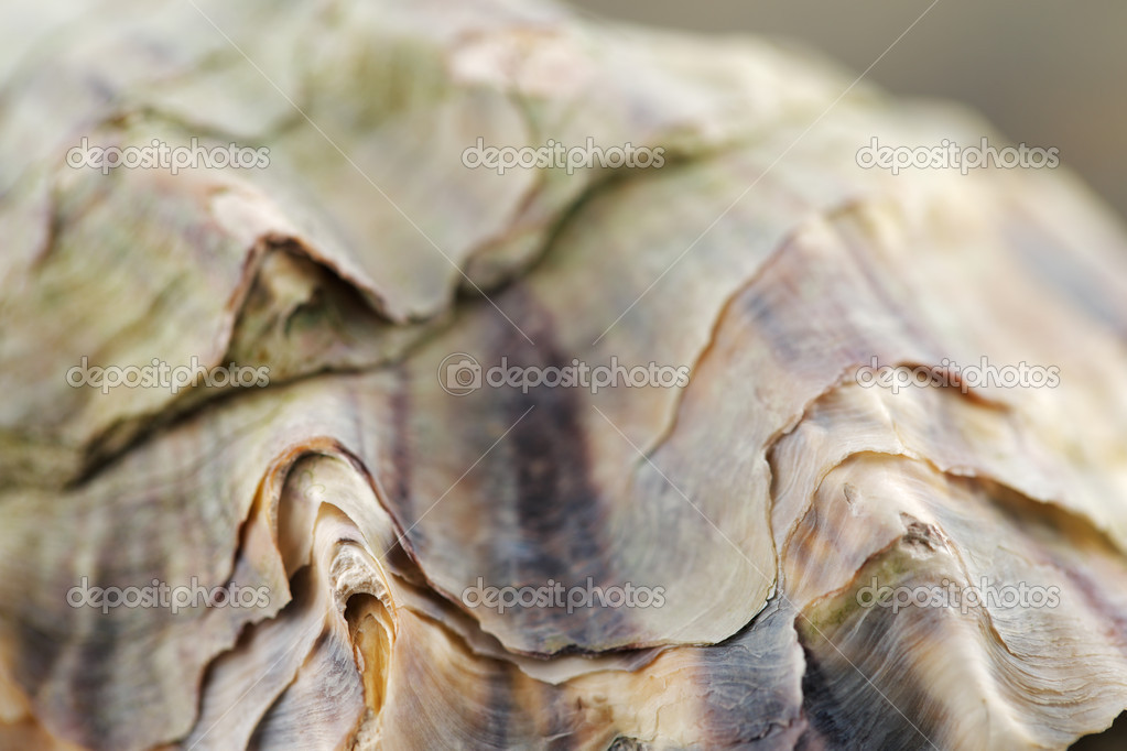 Close up macro shot of an oyster shell Stock Photo by ©Sophie_James