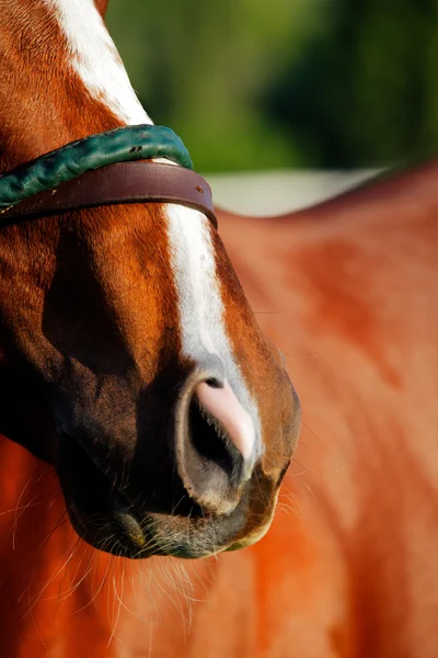 Une photo abstraite du cheval de course pur-sang — Photo
