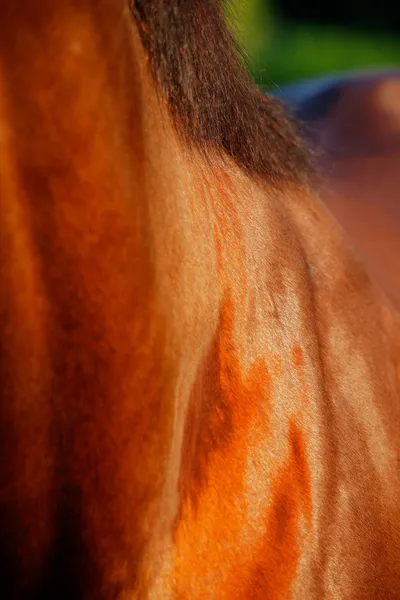 An abstract photo of the Thoroughbred racing horse — Stock Photo, Image