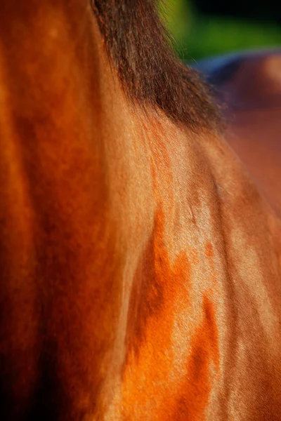 Ein abstraktes Foto des Vollblut-Rennpferdes lizenzfreie Stockbilder