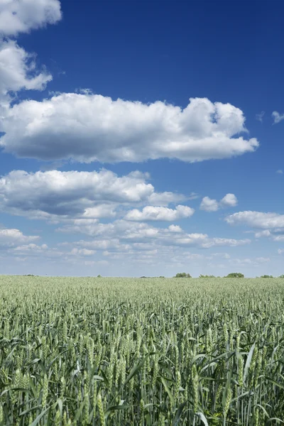 Paesaggio verde — Foto Stock